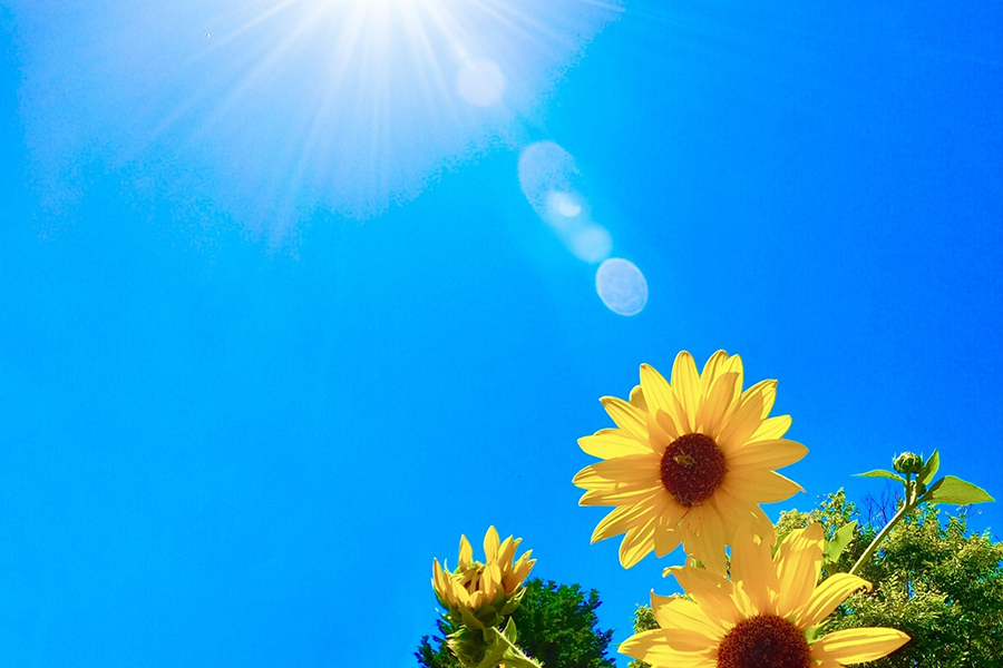 青空と太陽の日差しとひまわりの花で夏休みのイメージ写真